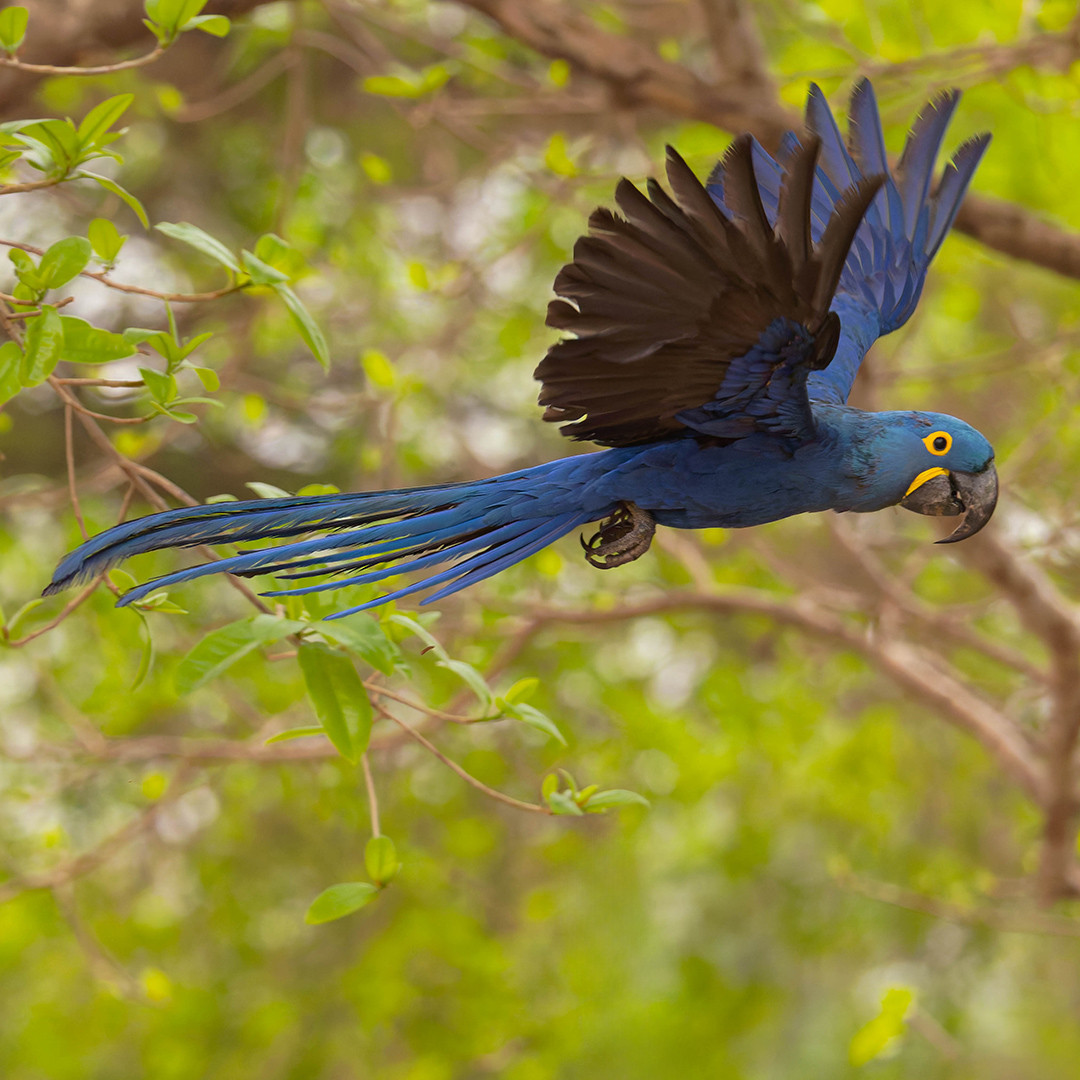image Hyacinth Macaw